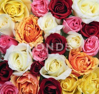 Background of rose blossoms Stock Photos