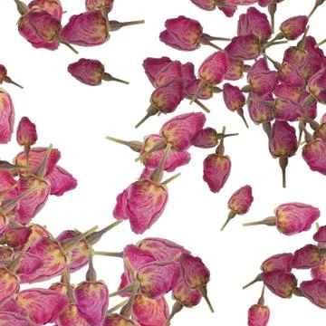 Background of rose buds Stock Photos