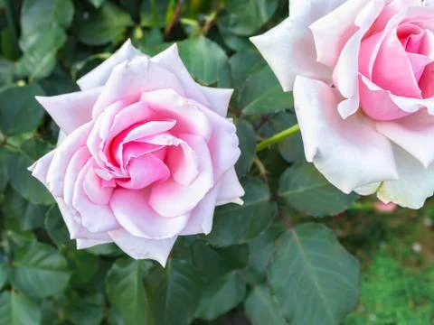 Background of rose bushes Stock Photos