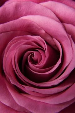 The background of the rose is dark pink. Texture. Close up of the rose. Stock Photos