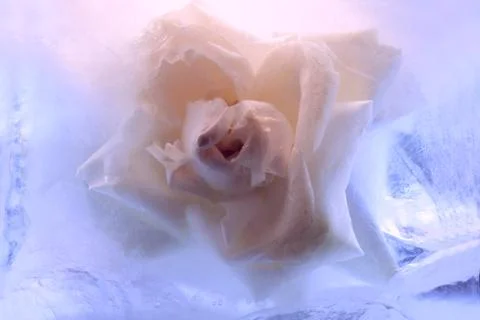 Background of rose  flower    in ice   cube with air bubbles. Stock Photos
