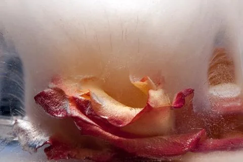 Background of rose  flower    in ice   cube with air bubbles. Stock Photos