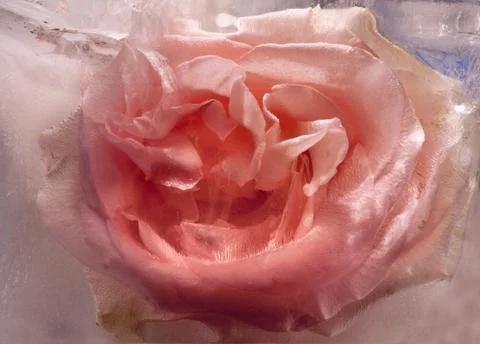 Background of rose  flower    in ice   cube with air bubbles. Stock Photos