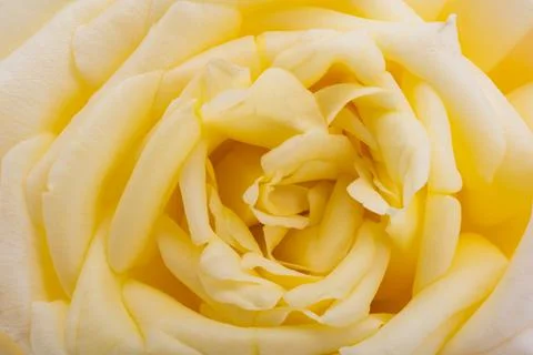 Background of a rose flower Stock Photos