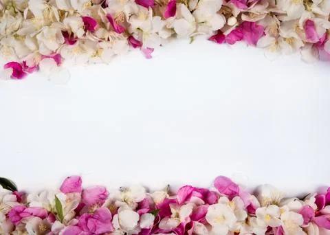 Background of rose hips. Flower texture from a rose. Stock Photos