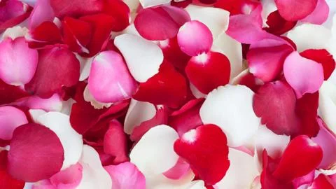 Background of rose petals Stock Photos