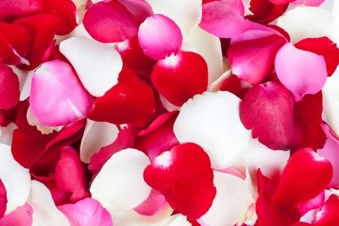 Background of rose petals Stock Photos