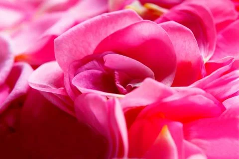 Background of rose petals Stock Photos