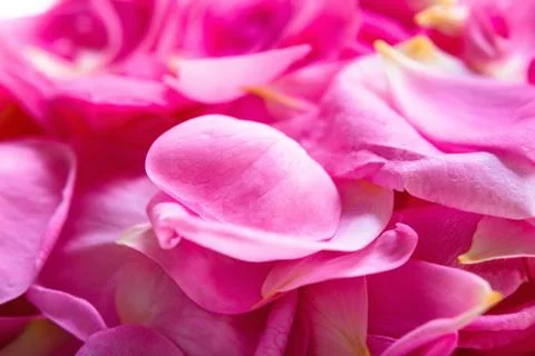 Background of rose petals Stock Photos
