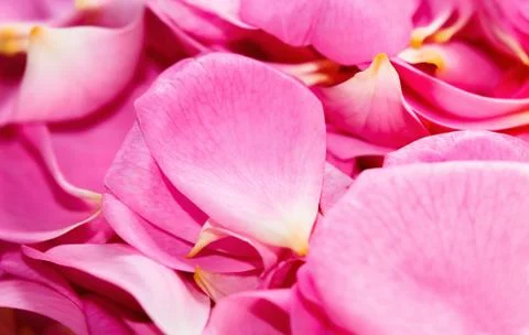 Background of rose petals Stock Photos