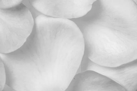 Background of rose petals on a table Stock Photos