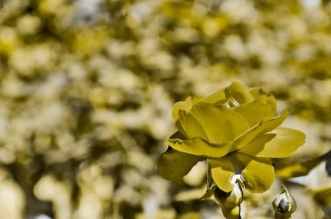 Background rose sepia Stock Photos