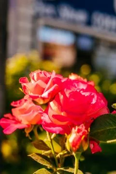 Background of roses buds Stock Photos