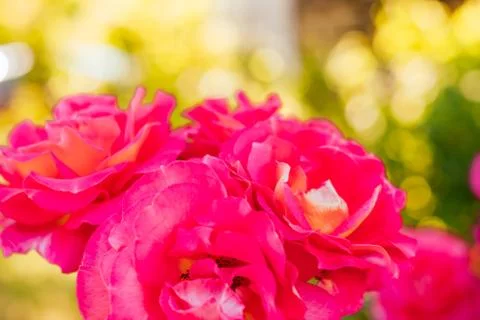 Background of roses buds Stock Photos