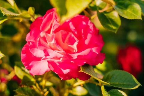 Background of roses buds Stock Photos