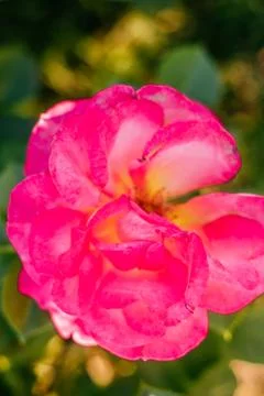 Background of roses buds Stock Photos