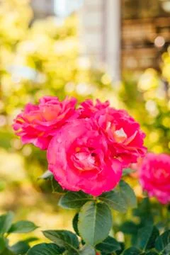 Background of roses buds Stock Photos