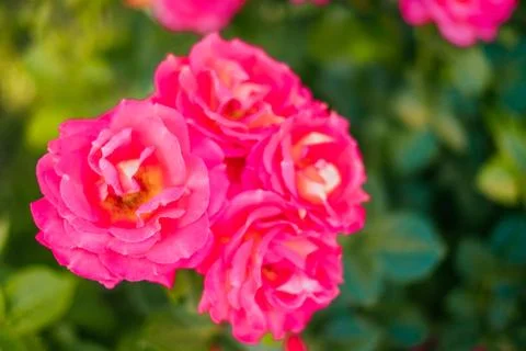 Background of roses buds Stock Photos