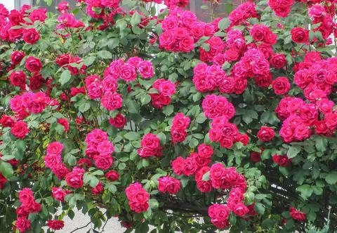 Background with roses. Group of roses Stock Photos
