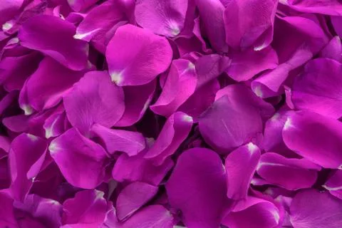 Background from rose's petals Stock Photos
