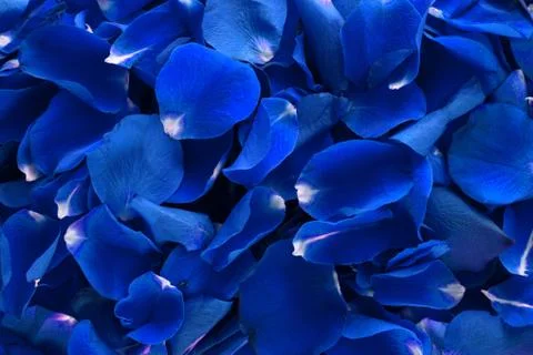 Background from rose's petals Stock Photos