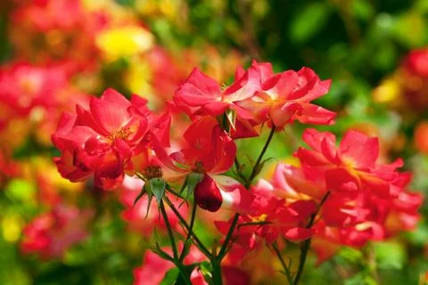 Background of roses Stock Photos