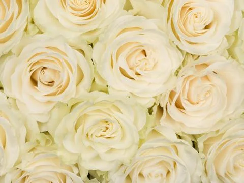 Background of roses Stock Photos