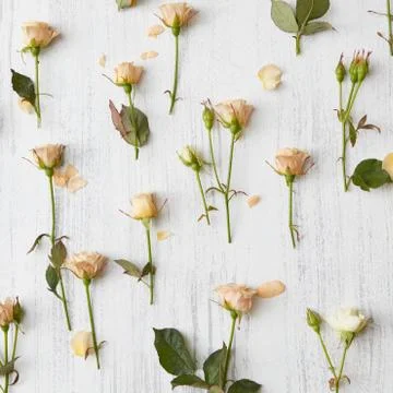 Background from roses Fotos de archivo