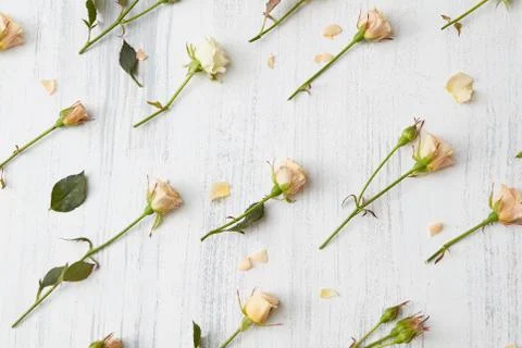 Background from roses Stock-Fotos