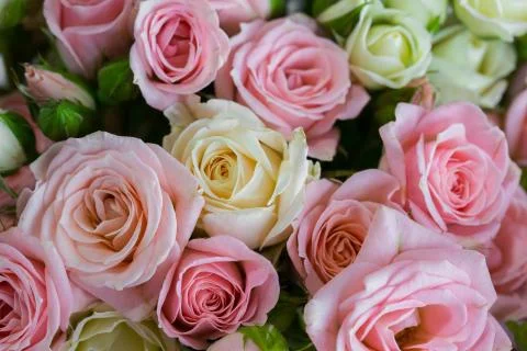 Background of roses. Pink, White and Yellow Roses Stock Photos