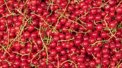 Background of rotating redcurrants. Spinning red currants with peduncle Video stock 235602298