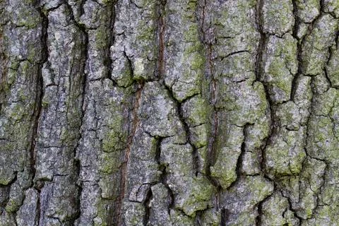 Background rough bark Stock Photos