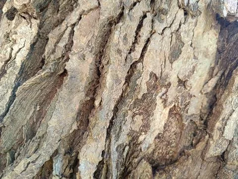 Background of rough texture of old sapodilla tree bark. Stock Photos