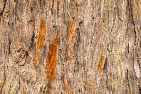 Background of rough texture of old tree bark with scratch. Stock Photos