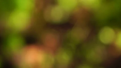 Background with round blurred bokeh. Abstract background Stock-Footage 77751571