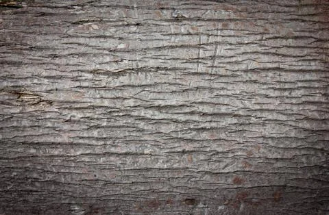 Background of round palm tree bark blurred black Stock Photos