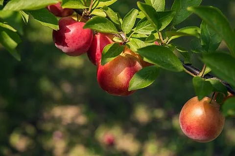 Background with round plums in sunshine Foto stock