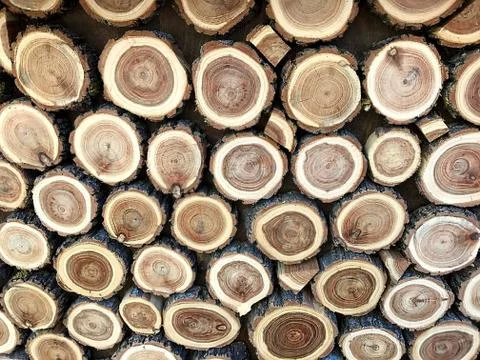 A background of round slices of trees. Stock Photos