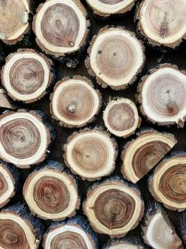 A background of round slices of trees. Stock Photos