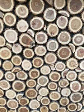 A background of round slices of trees. Stock Photos