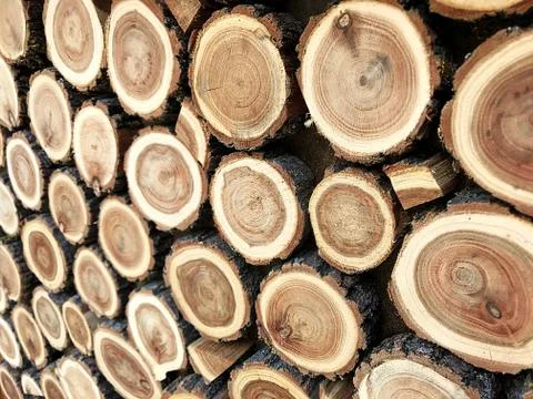 A background of round slices of trees. Stock Photos