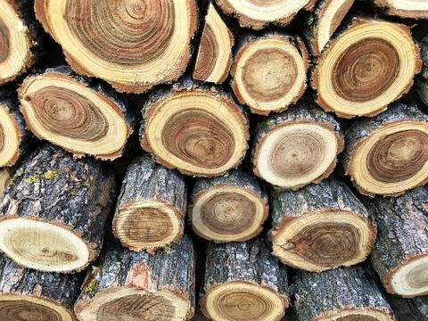 A background of round slices of trees. Stock Photos