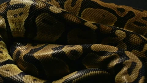 Background of royal python's snakeskin Stock-Footage 90341630