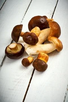 Background with rustic white boards and fresh brown mushrooms Stock Photos