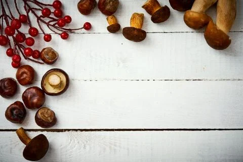 Background with rustic white boards, fresh brown mushrooms and chestnuts Stock Photos