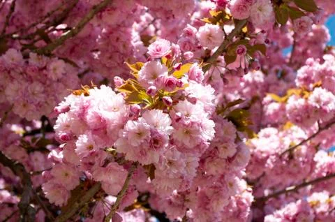 Background with sakura flowers tree. Botanical backdrop, pink petals. Stock Photos
