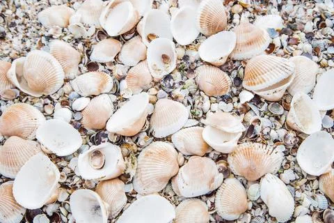 Background, a sand consisting of large shells that lie in a pile Stock-Fotos