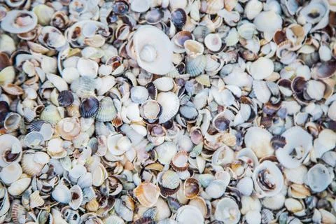 Background, sand consisting of small and large shells under the sun rays Stock Photos
