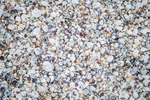 Background, sand consisting of small and large shells under the sun rays Stock Photos