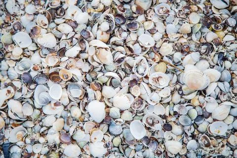Background, sand consisting of small and large shells under the sun rays Foto stock